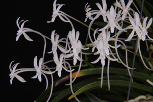 Neof. Falcata Emma In Bloom HCC 77